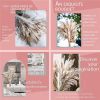 60/62/76/80/85/100pcs Boho Pampas Grass Bouquet Home Decor Floral Dried Flowers Wedding Arrangements Natural Reed Bunny Tails