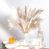 Phragmites Dried Flowers Bouquet Long Bouquet Reed Dried Natural Dried Pampa Grass Bouquet Home Wedding Living Room Decoration