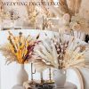 62/100/109pcs Natural Dried Pampa Grass Bouquet Phragmites Dried Flower Boho Home Decor Bouquet Room Holiday Wedding Party Decor